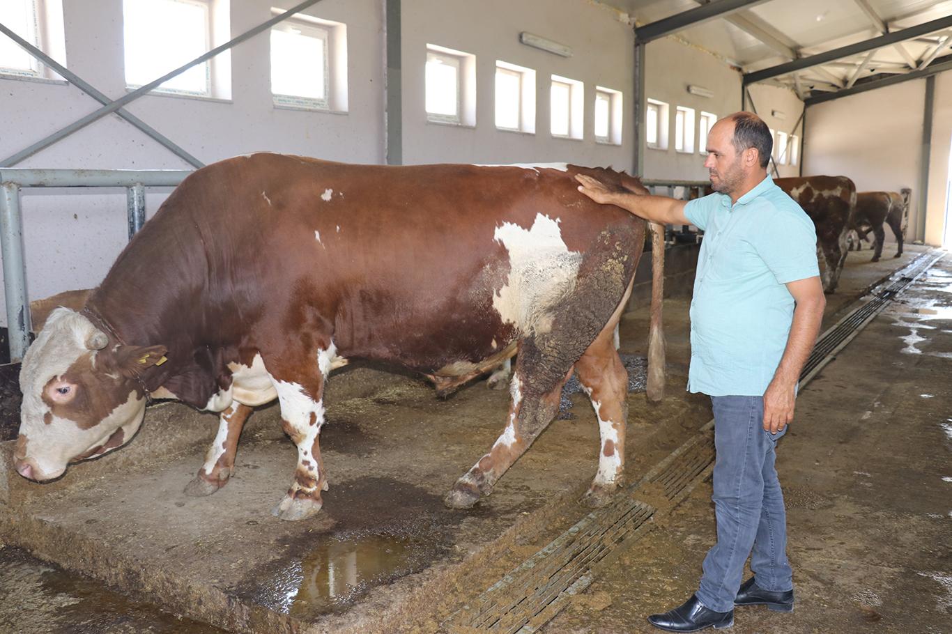 Bingöl'de yeni hayvan pazarında kurbanlık satışları başladı Bingöl'de yeni hayvan pazarında kurbanlık satışları başladı